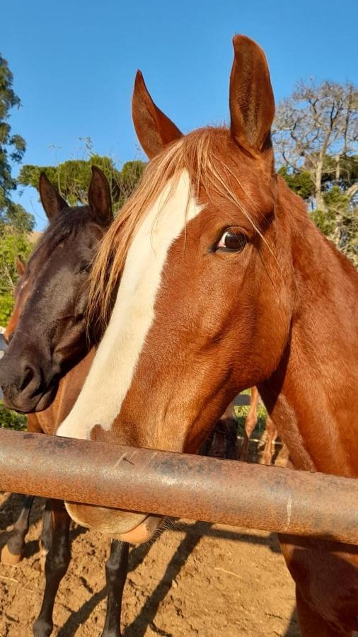 Refugio Horse Villa Santo Antonio do Pinhal Ngoại thất bức ảnh