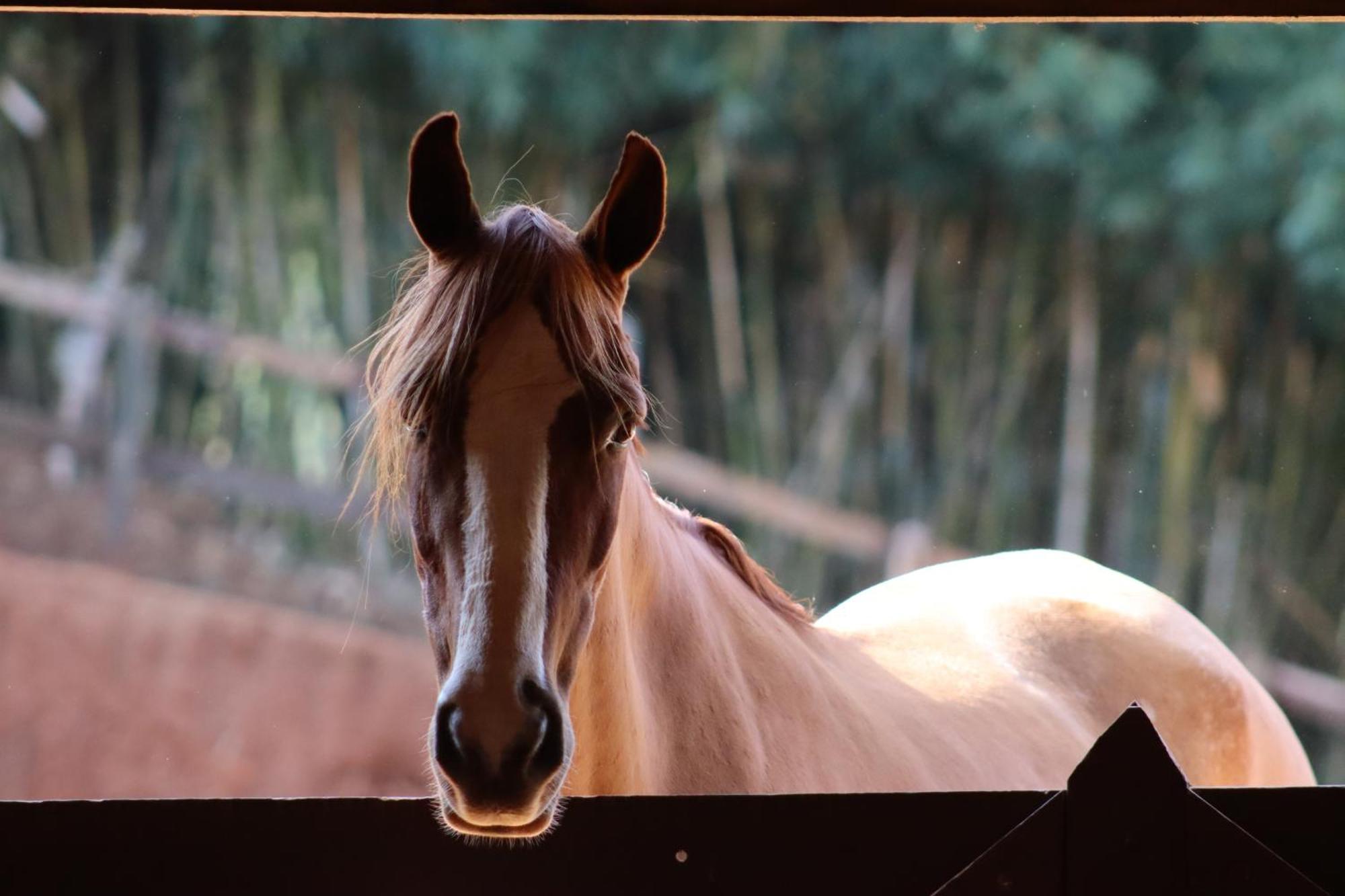 Refugio Horse Villa Santo Antonio do Pinhal Phòng bức ảnh